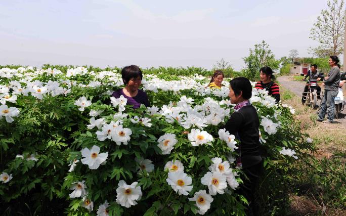 闻喜:药用牡丹种植成为百姓增收的香饽饽