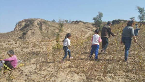 国庆黄金周山西保德农村秋收景象