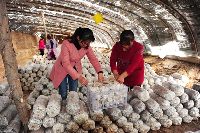 山西闻喜女大学生村官张旭霞:发展蘑菇产业带