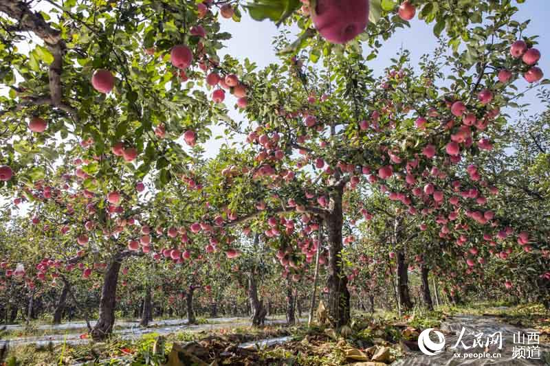山西平陆25万亩苹果喜丰收 色泽诱人满园飘香
