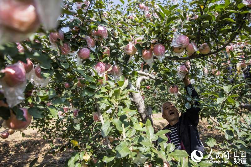 山西平陆25万亩苹果喜丰收 色泽诱人满园飘香