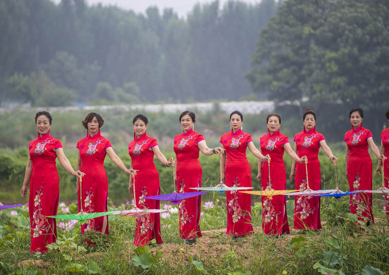 山西平陆:夏日荷塘秀旗袍(图)