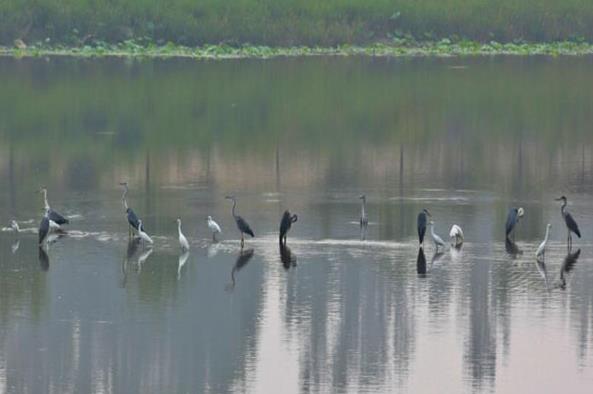 山西洪洞汾河国家湿地公园（图片来源：山西省自然保护区管理站）

