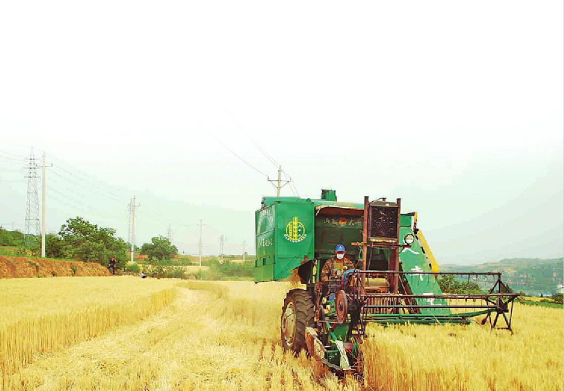 山西省803万亩小麦丰收在望
