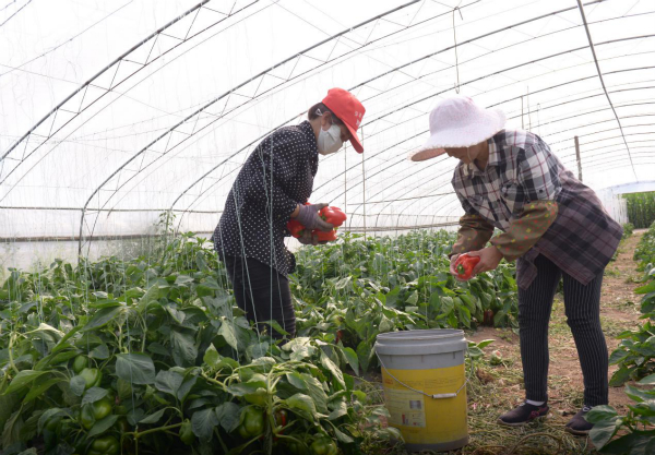 长治上党区：绿色蔬果成就农民“致富梦”