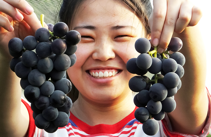 葡萄喜獲豐收。高新生攝。