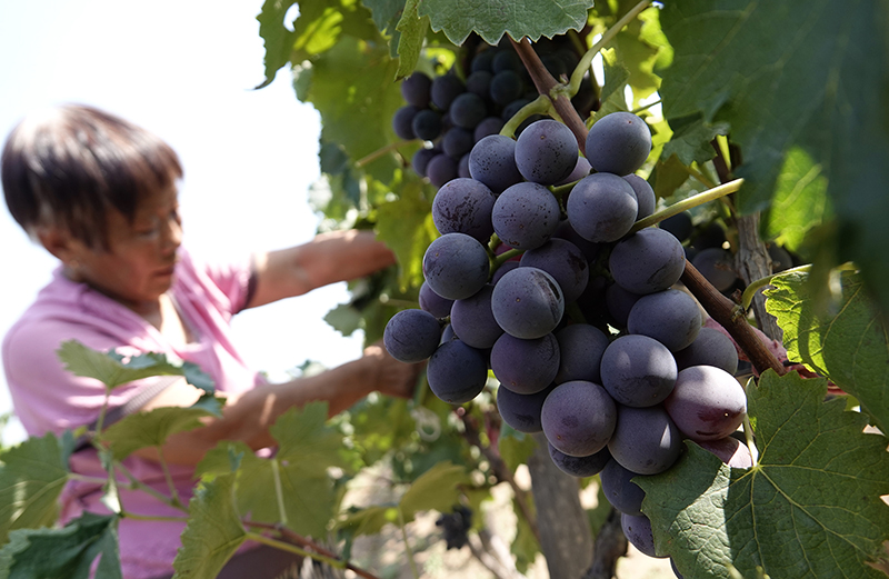 葡農採摘葡萄。高新生攝。