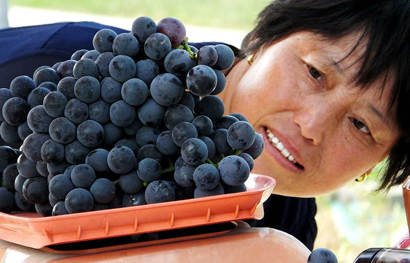 葡農稱量收獲的京亞葡萄。高新生攝。