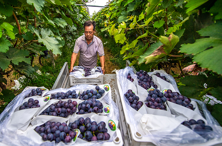 山西萬榮：葡萄豐收香滿園 鄉村振興添活力