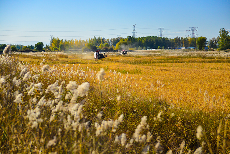 朔州市朔城區桑干河畔千畝水稻種植基地。李小龍 攝