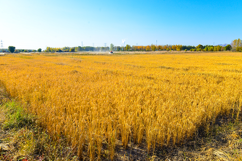 朔州市朔城區桑干河畔千畝水稻種植基地。李小龍 攝