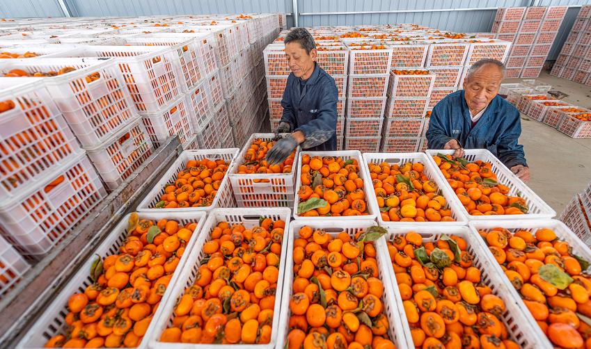 圖為工作人員准備採用陝西師范大學提供的果酒生產新技術生產柿子酒