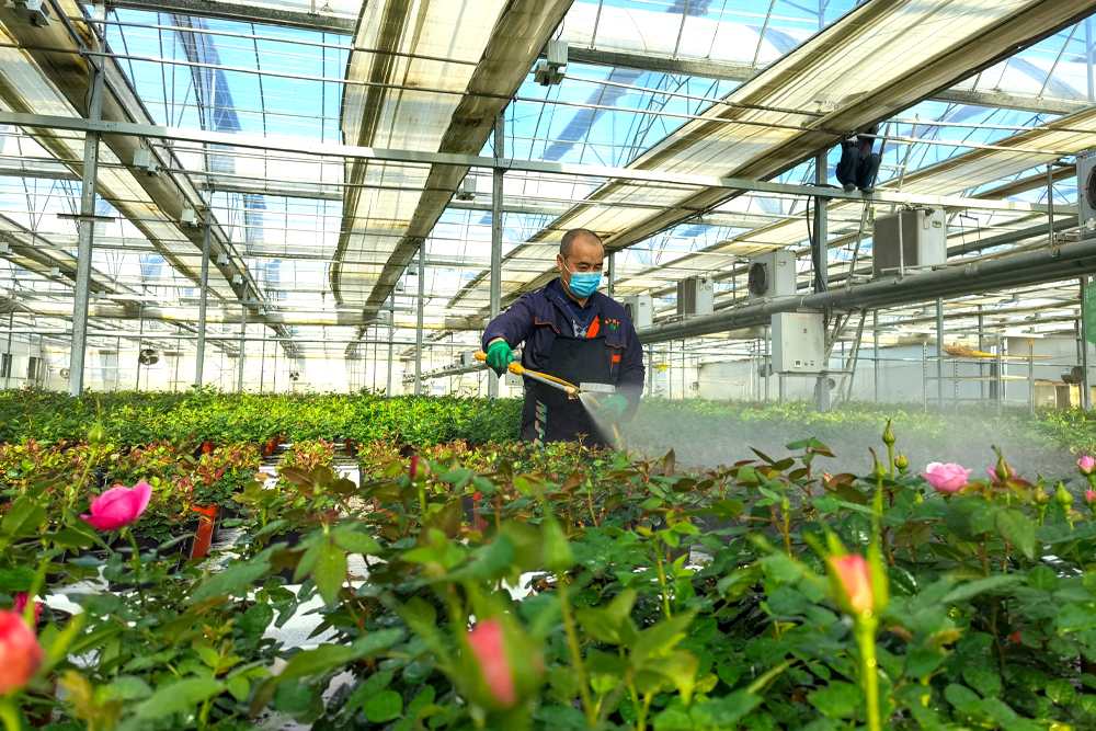晉源區北河下村玫瑰產業園，工人在花叢中忙碌。趙俊 攝