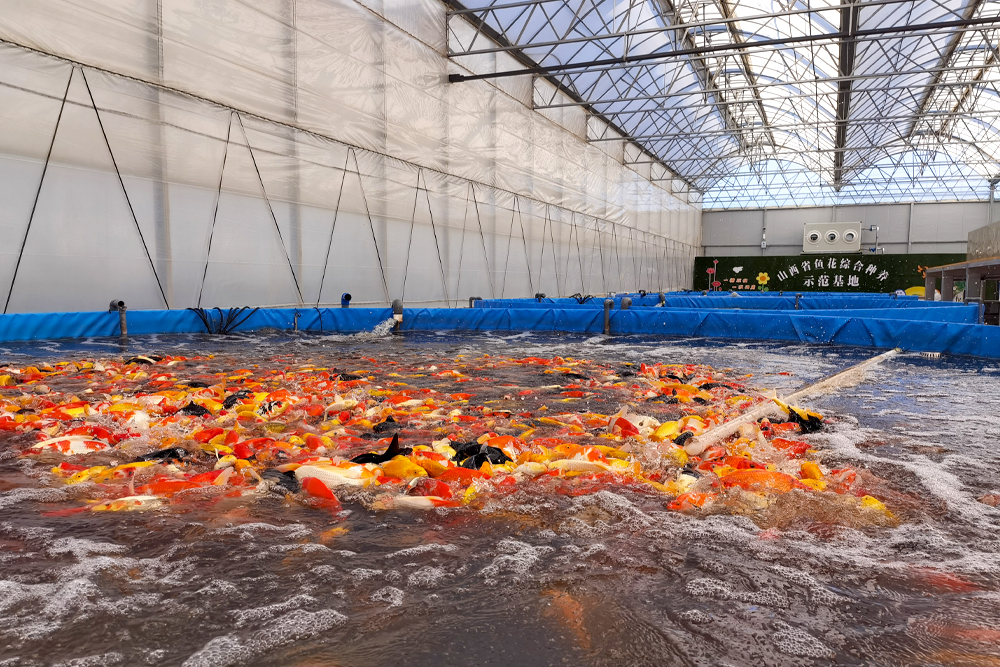 玫瑰產業園內引入魚花綜合種養模式。趙俊 攝