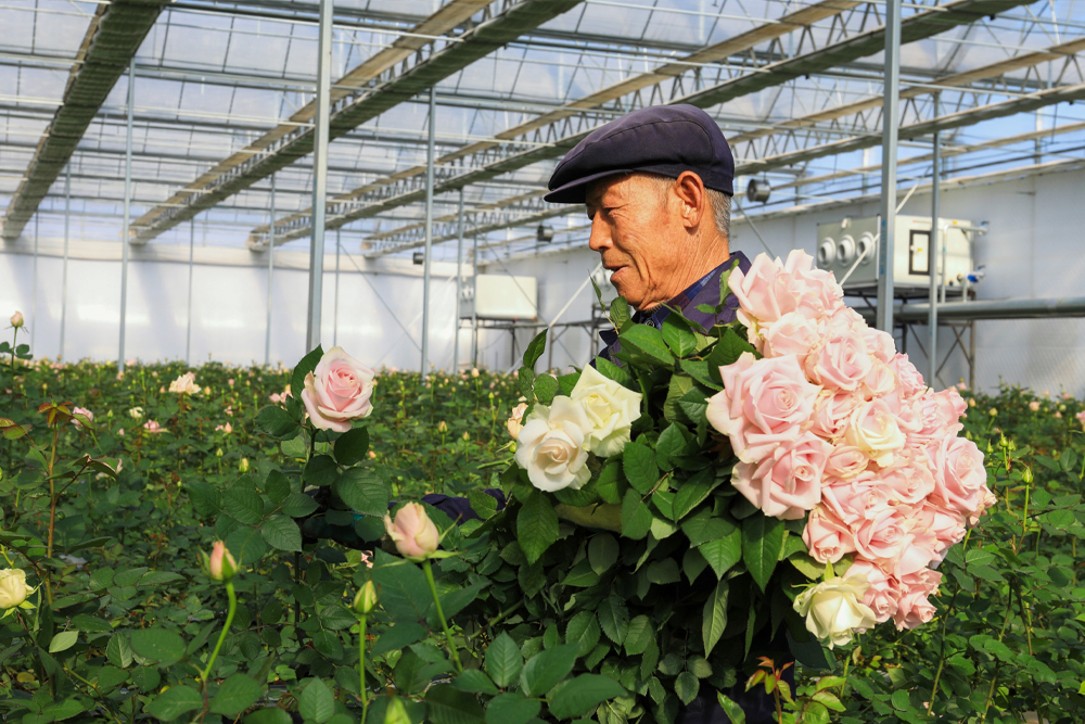 晉源區北河下村玫瑰產業園，工人收獲鮮花。趙俊 攝