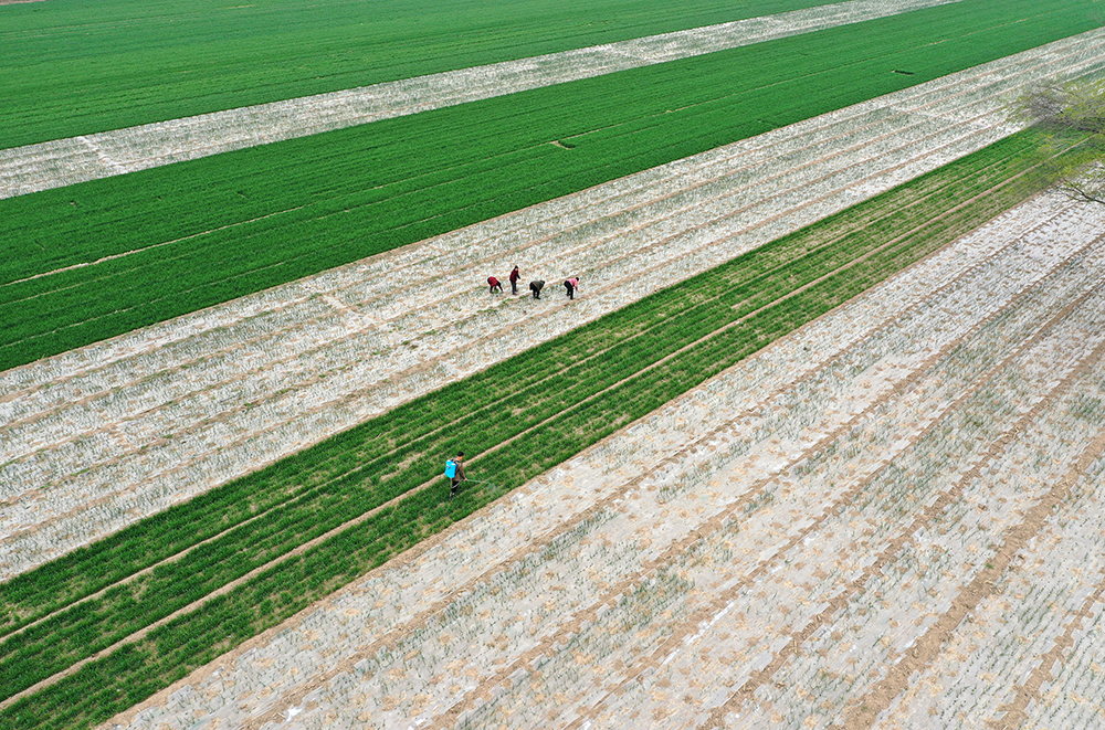 3月22日，山西运城市新绛县三泉镇南社村村民给小麦和大葱防虫除草。