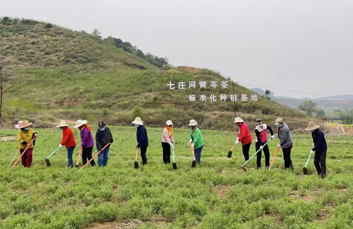 在晋城高平市七庄河黄芩茶标准化种植基地，周边村民疫情防护、劳动“两不误”。