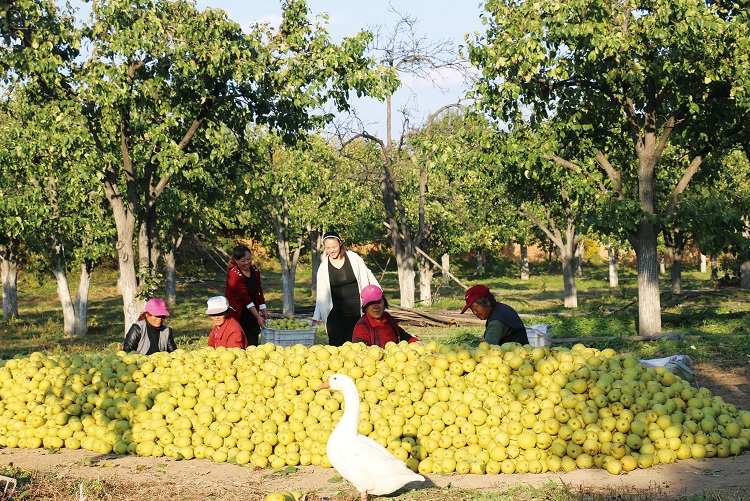 黄梨产业“硕果飘香”