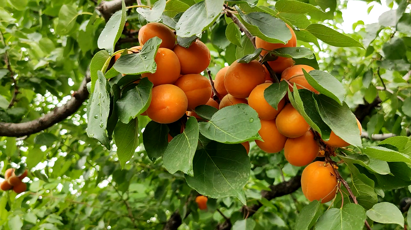 山西太原：杏子压枝黄半熟