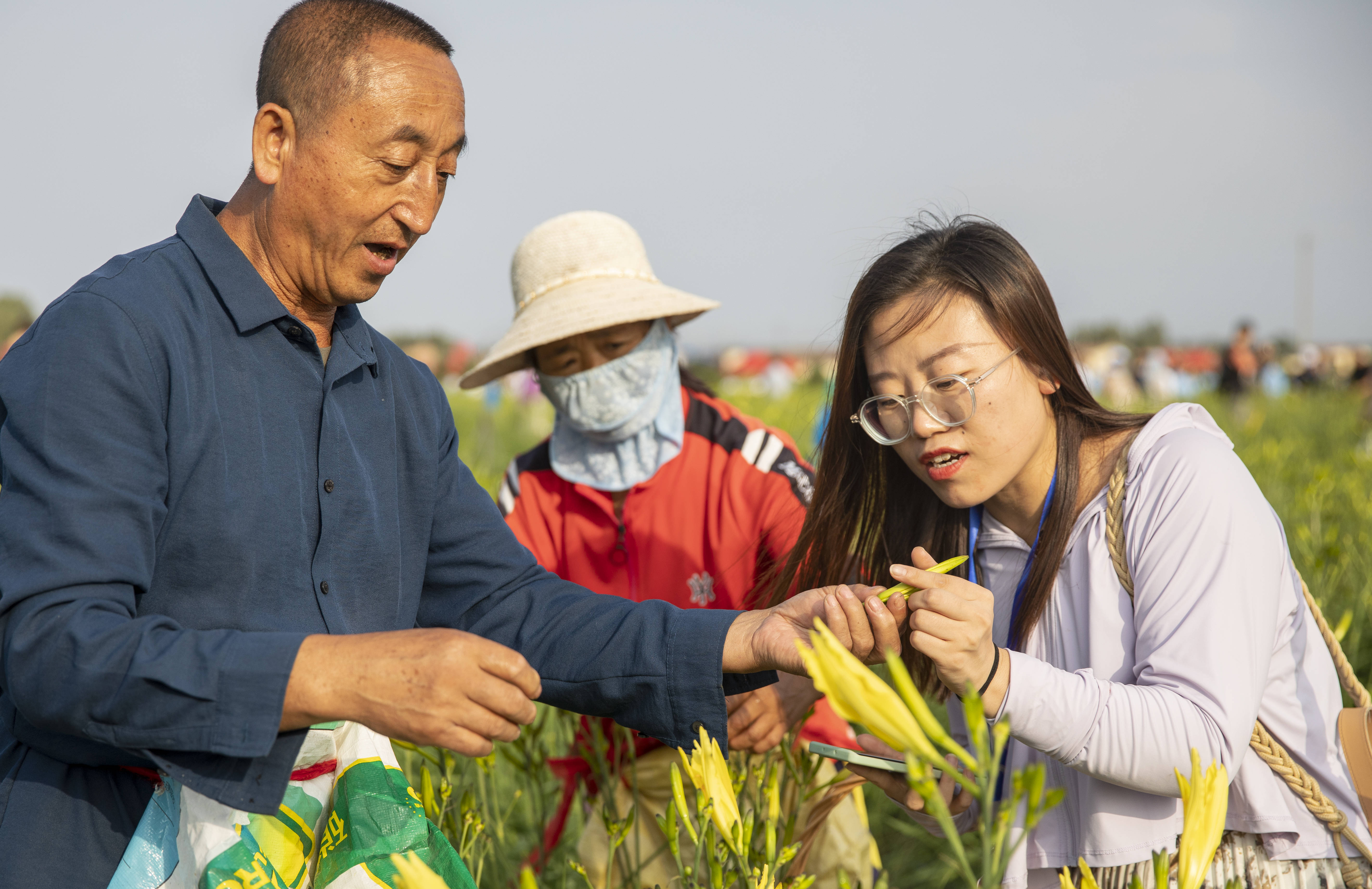 致富花開 2022年大同市黃花豐收月啟動