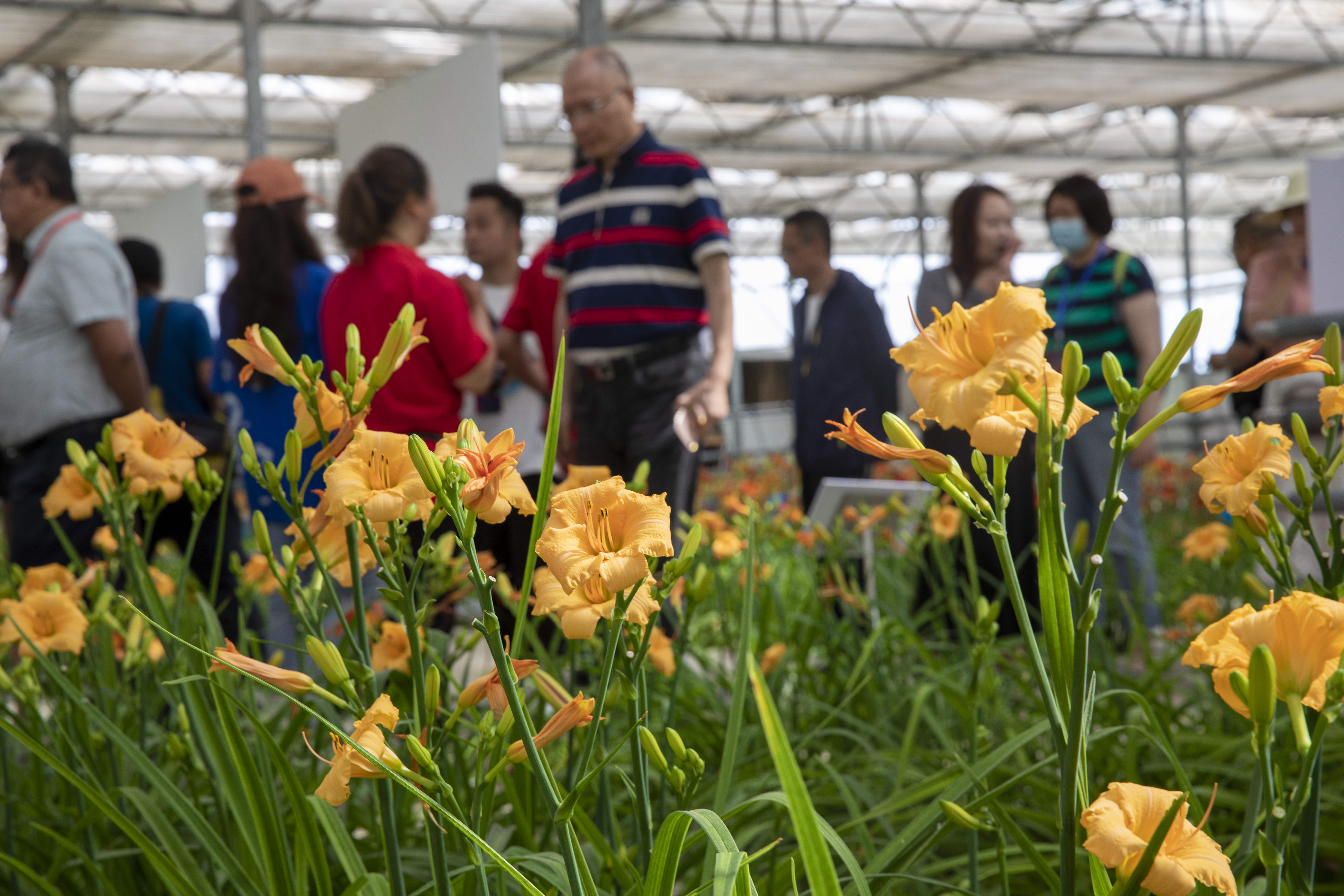 致富花開 2022年大同市黃花豐收月啟動【2】