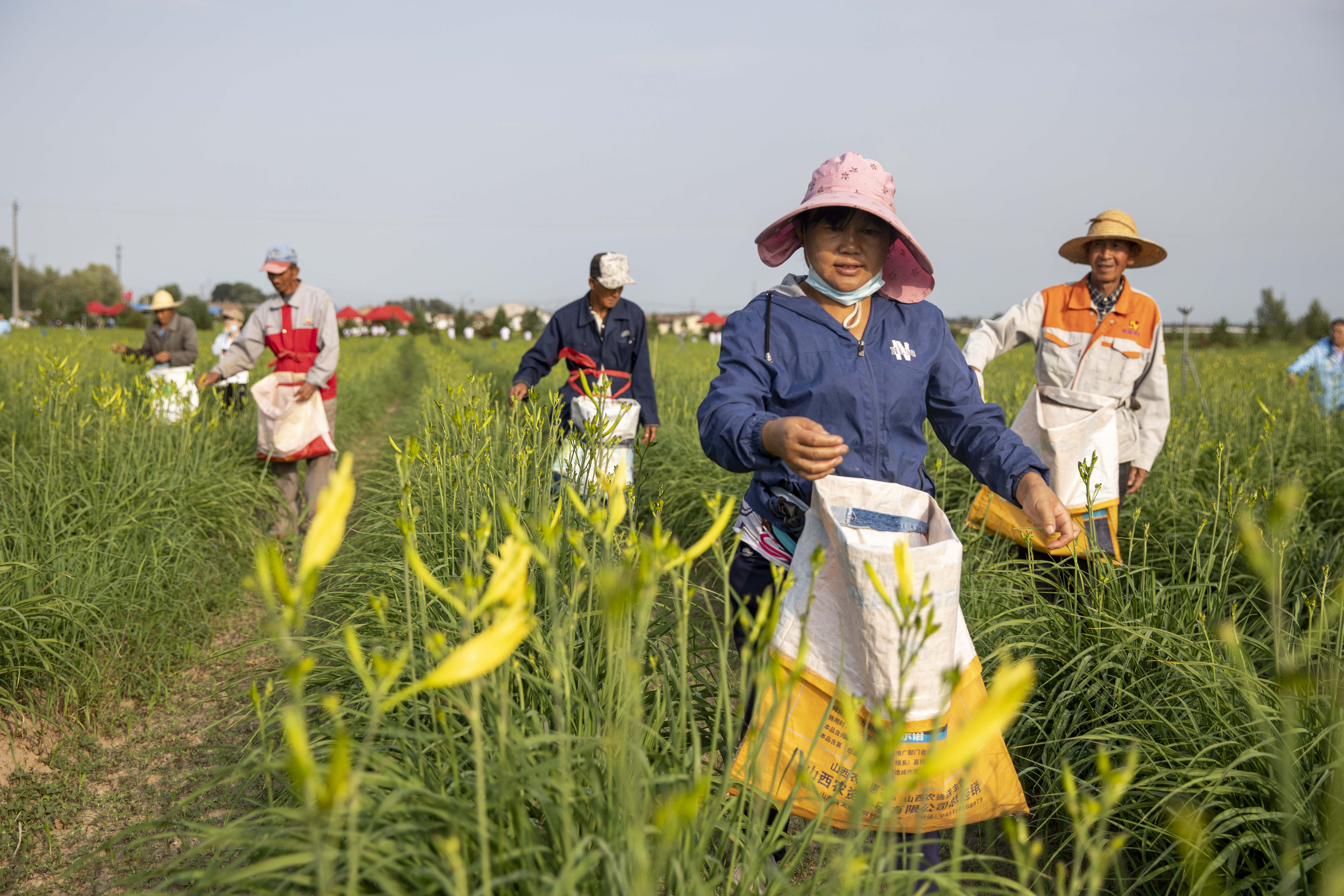 致富花開 2022年大同市黃花豐收月啟動【4】