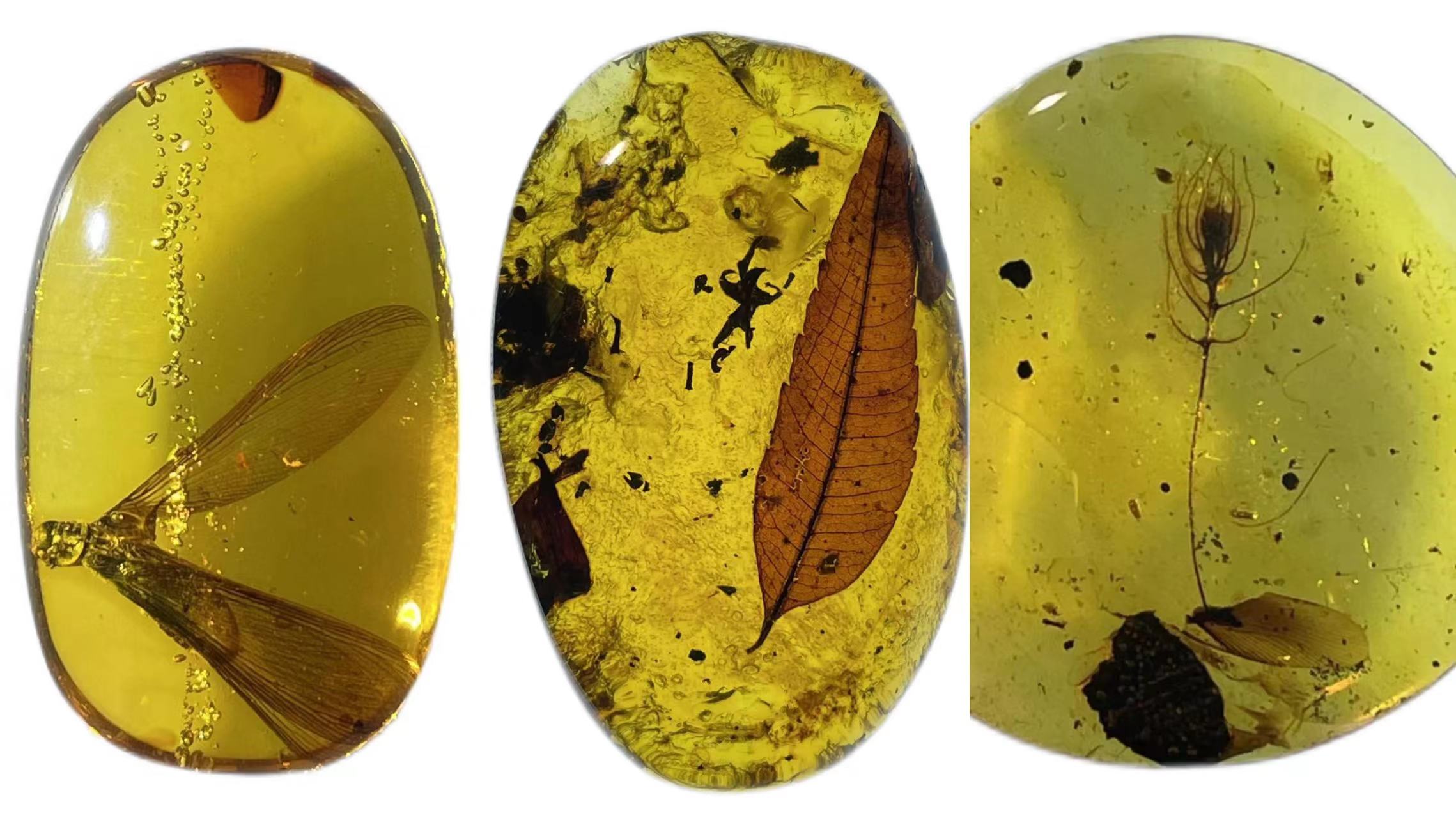 约2000万年前的澳白蚁（左）、约2500万年前的无患子（中）、距今约1.36亿年—6500万年前的缅甸植物珀标本（右）