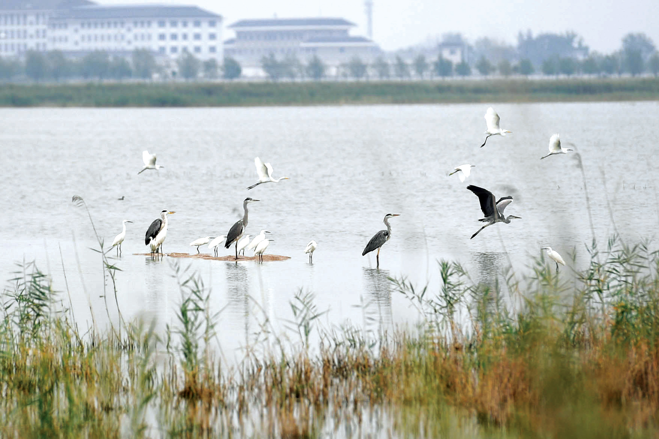运城永济黄河湿地的生态环境日益趋好，黑鹳、灰鹤等鸟类在河面翩翩起舞，觅食嬉戏。