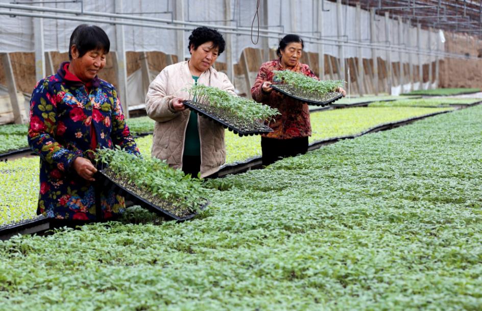 襄汾县古城镇南街村的蔬菜大棚内，农民正忙着优种育苗