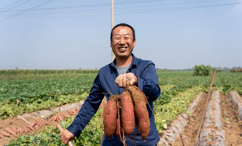 杨岳村红薯喜获丰收。