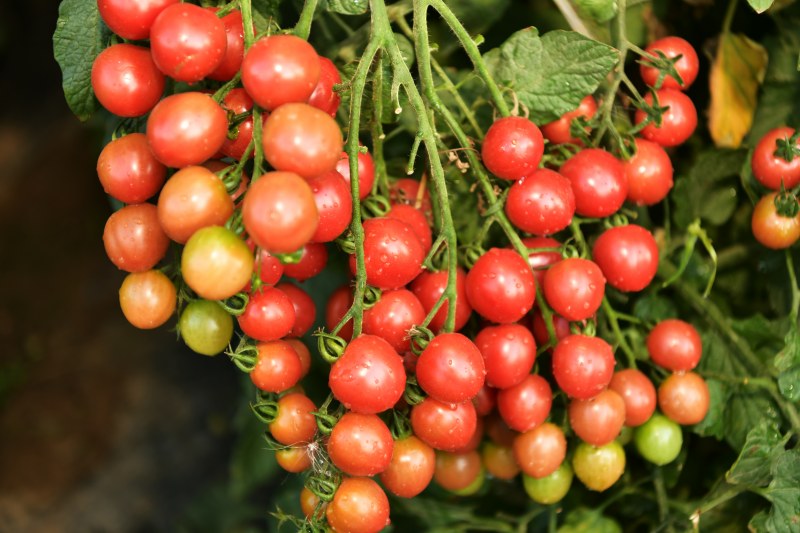 阳高县一串串红似玛瑙的西红柿悬挂在枝头。