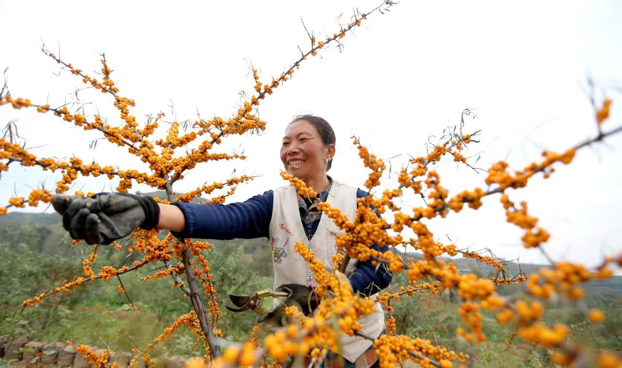 吕梁山沙棘丰收