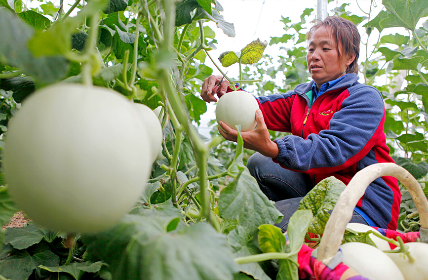山西襄汾："玉菇甜瓜"甜蜜上市 特色种植助农增收