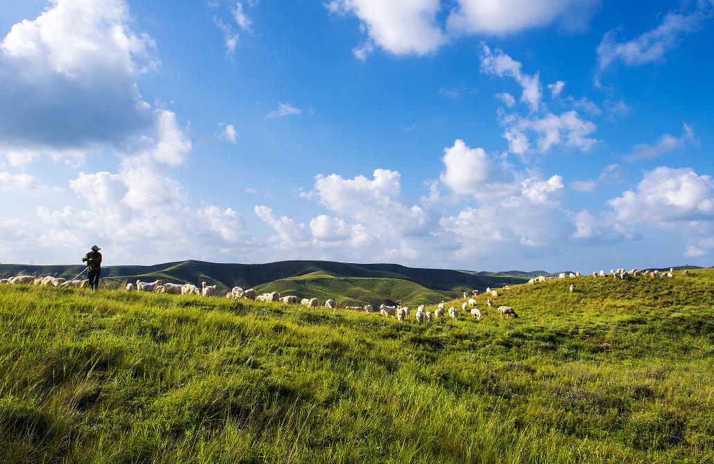 做大做活“羊”经济 让群众发“羊财”“牛羊满山坡，牧翁高声歌，晴空碧草间，自在画中游。”这样如诗如画的景象，在右玉随处可见。说起致富的门道，右玉人挂在嘴上最多的莫过于“羊”。