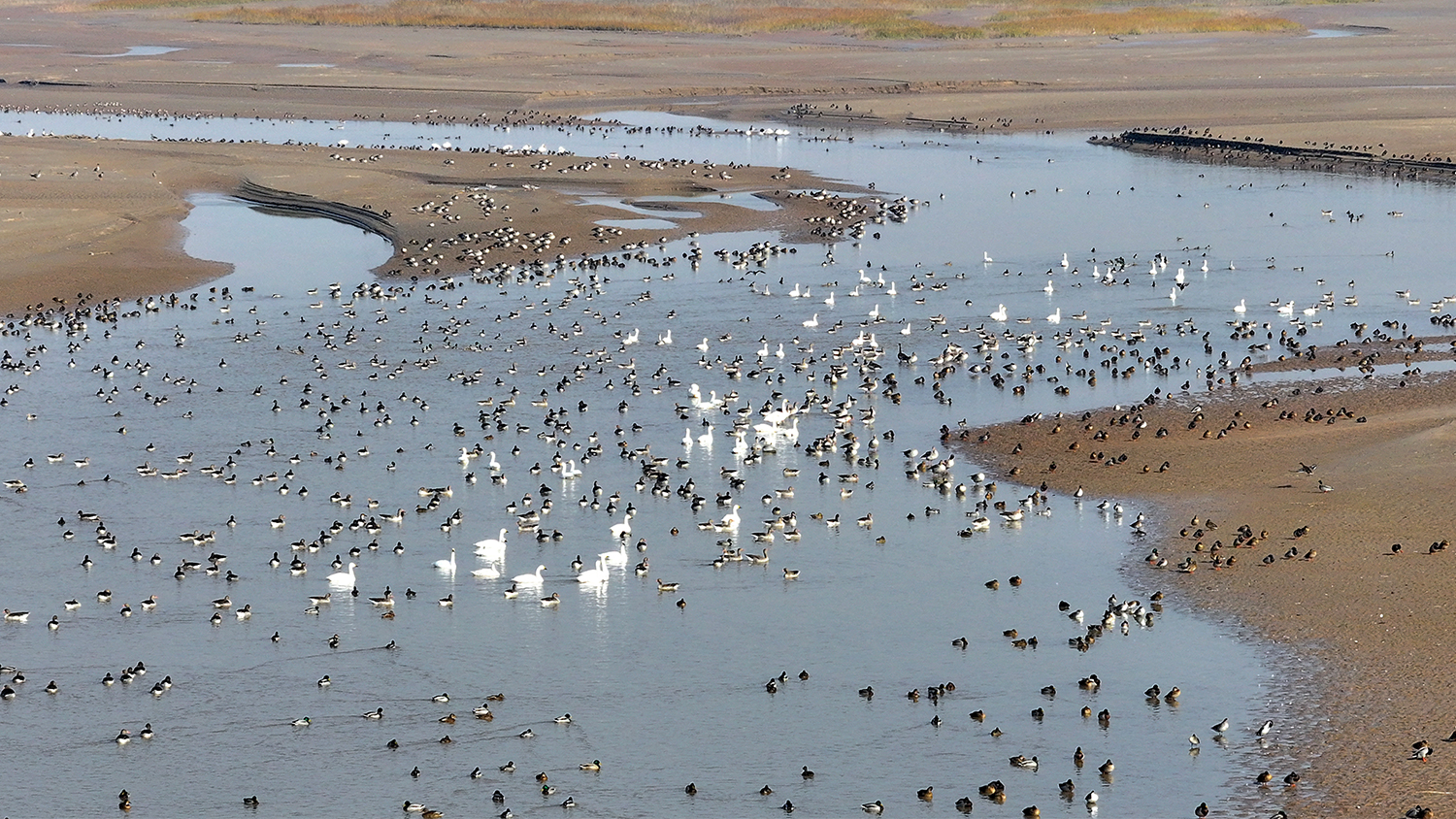 候鸟在黄河湿地（山西永济段）越冬。陈春明 摄
