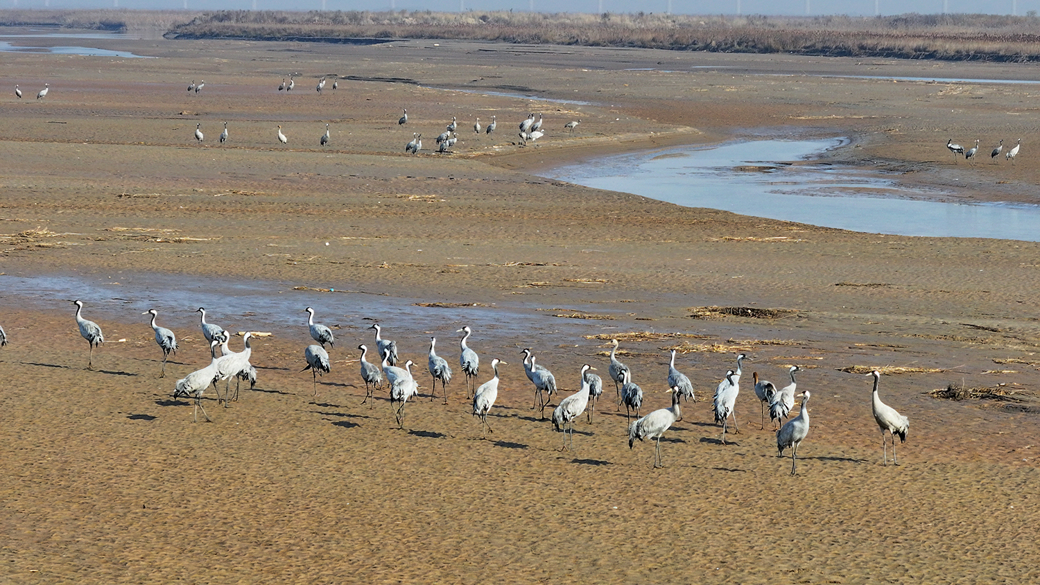鸟儿在黄河湿地（山西永济段）歇脚。陈春明 摄
