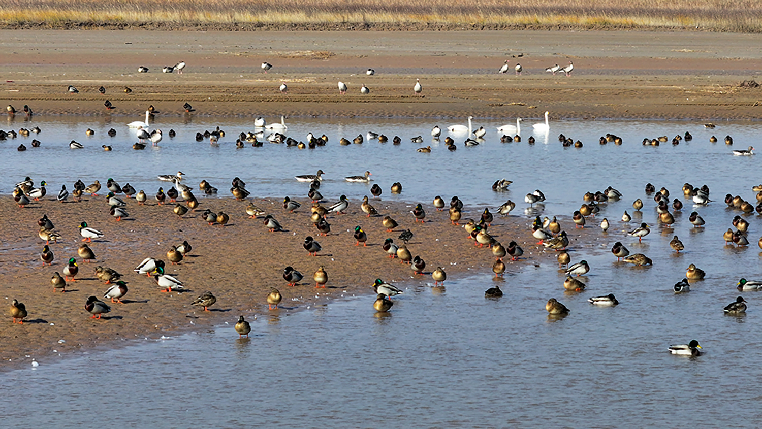 鸟儿在黄河湿地（山西永济段）歇脚。陈春明 摄