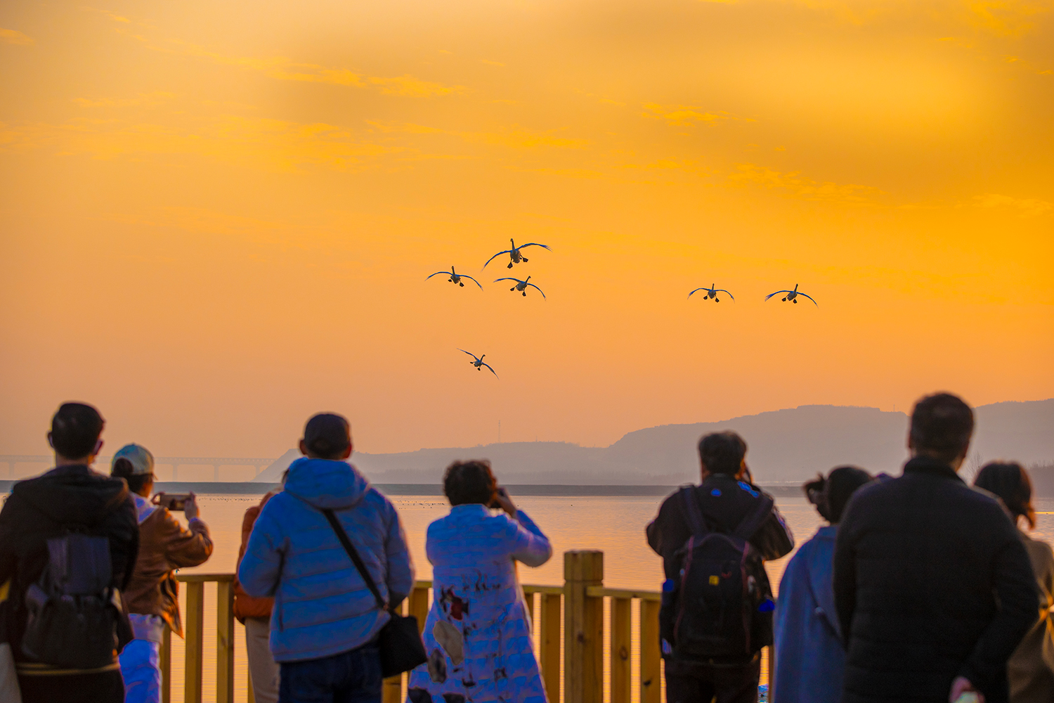 游客在景观台观赏大天鹅。刘文礼 摄
