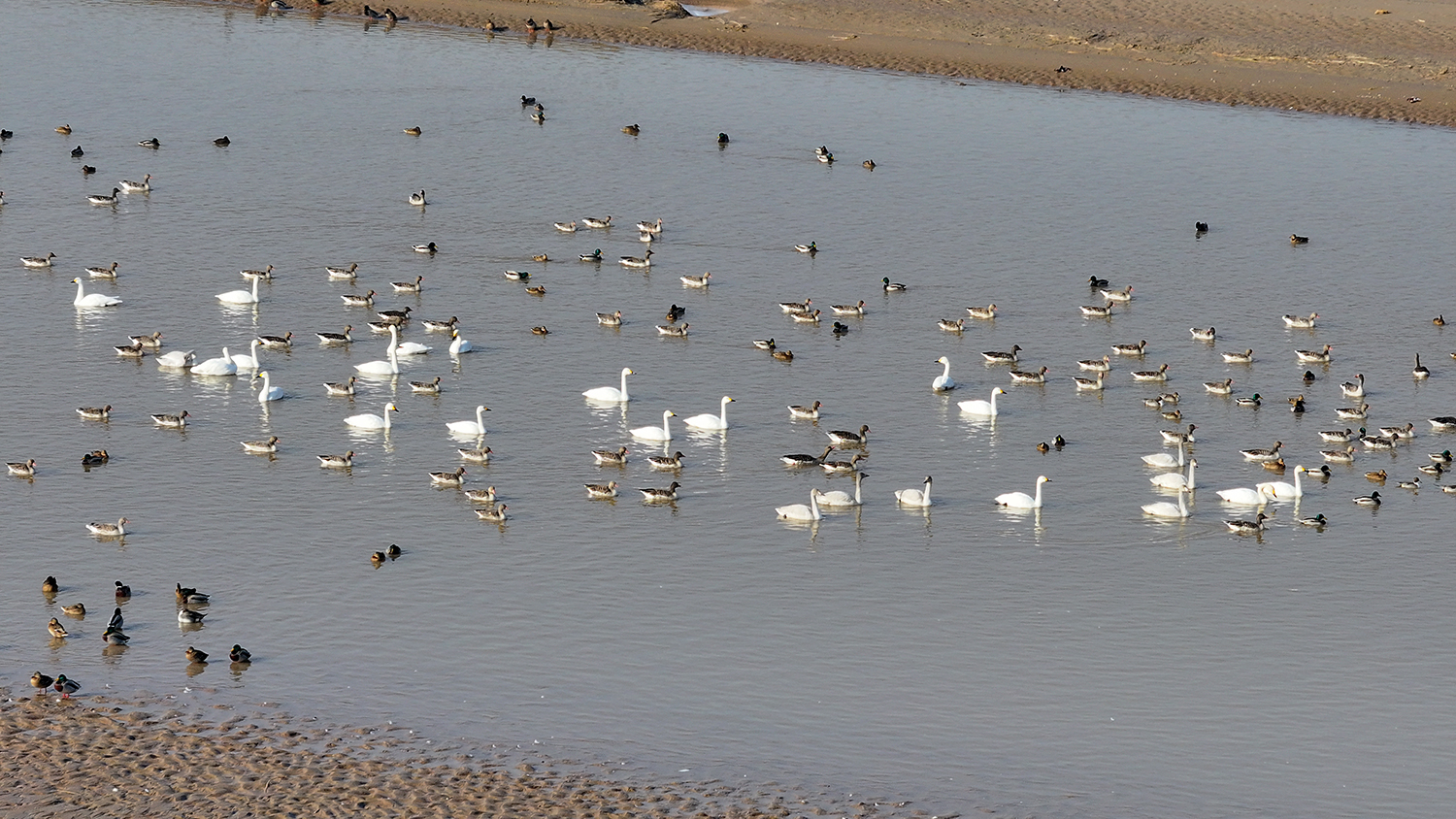 鸟儿在黄河湿地中游弋觅食