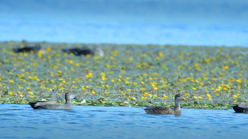 汾河介休段，綠頭鴨、赤麻鴨在水中暢游。介休市委宣傳部供圖
