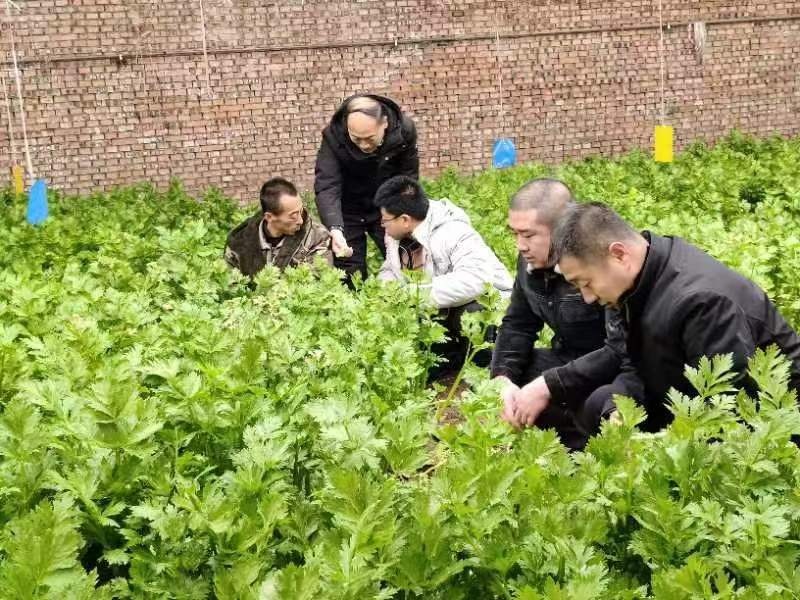 山西省农业农村厅派出的农业技术人员在蔬菜大棚查看蔬菜生长情况。山西省农业农村厅供图