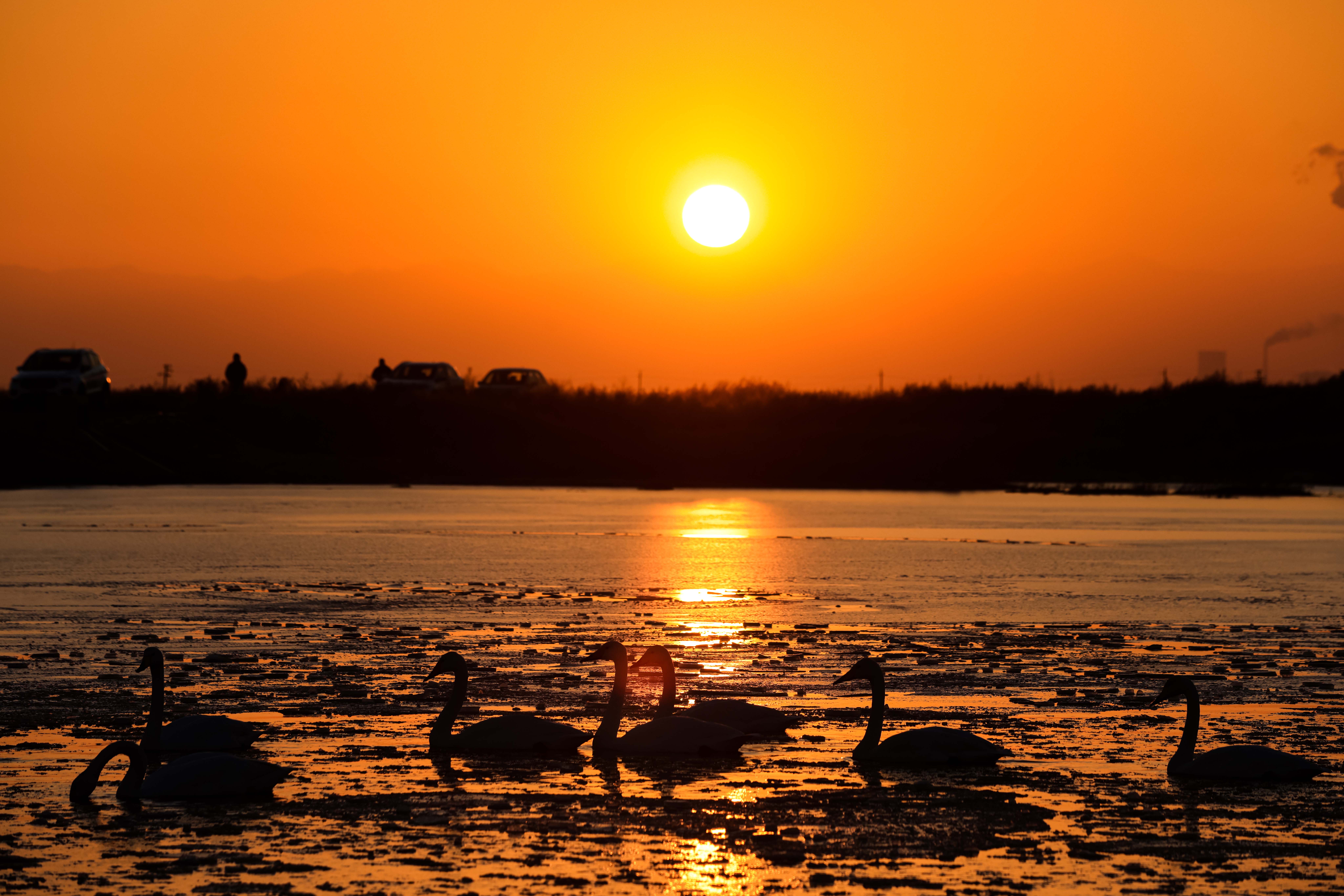 鸟翔盐湖 水城共融盐湖生态湿地水丰草盛，风景优美，吸引越来越多的鸟类常年繁衍栖息。