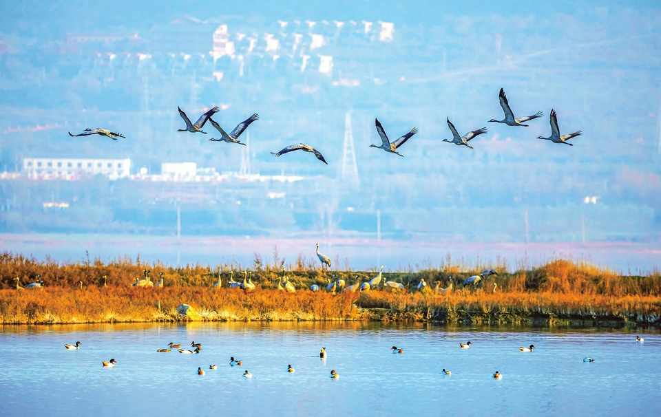 盐湖灰鹤盐湖生态环境保护力度持续加大，为众多鸟类繁衍生息提供了良好的栖息环境和食物资源，来此越冬的鸟类数量和种类逐年增加。