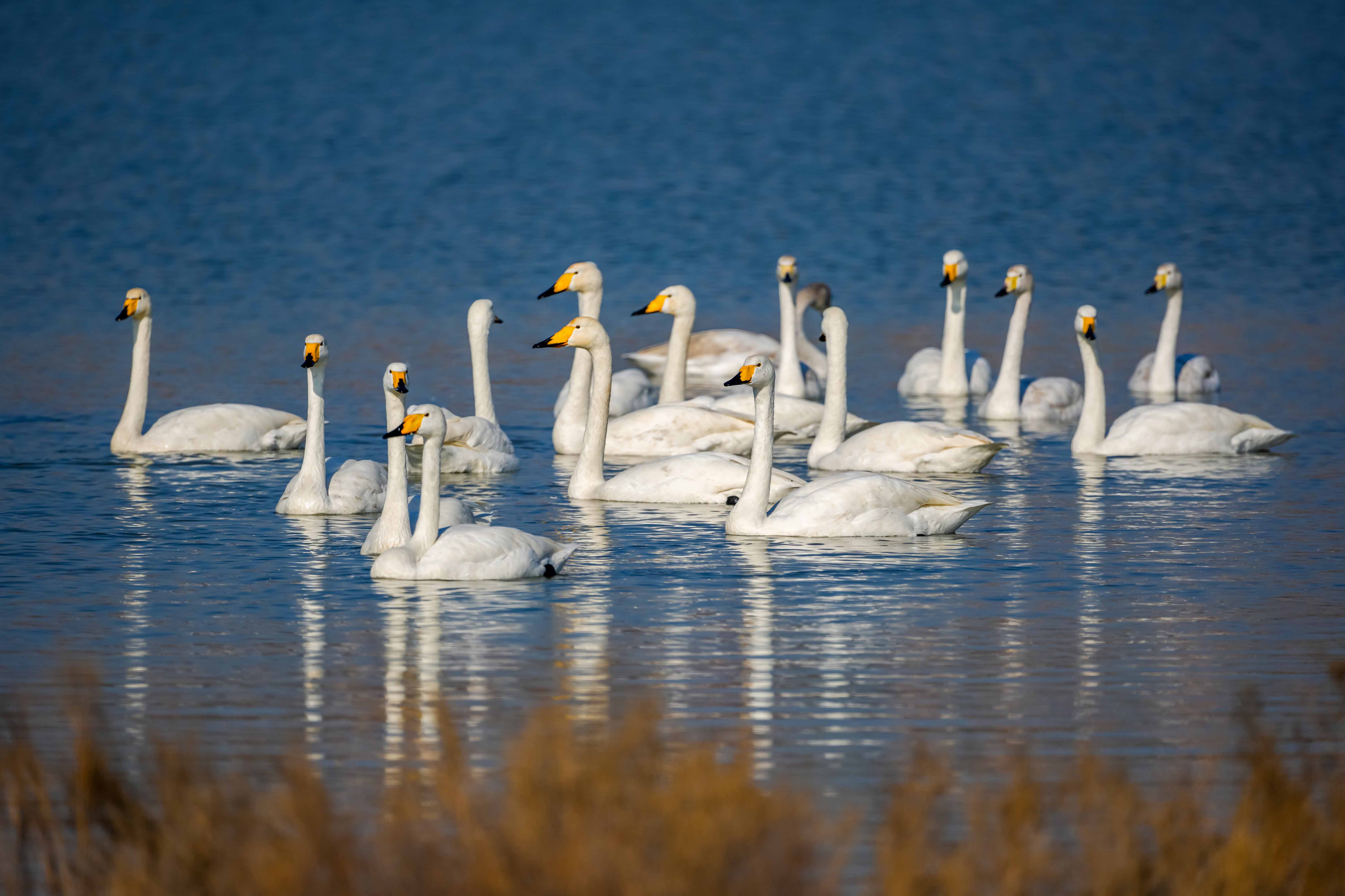盐湖湿地天鹅舞翩跹它们时而嬉戏，时而觅食，时而飞翔，为盐湖带来勃勃生机。