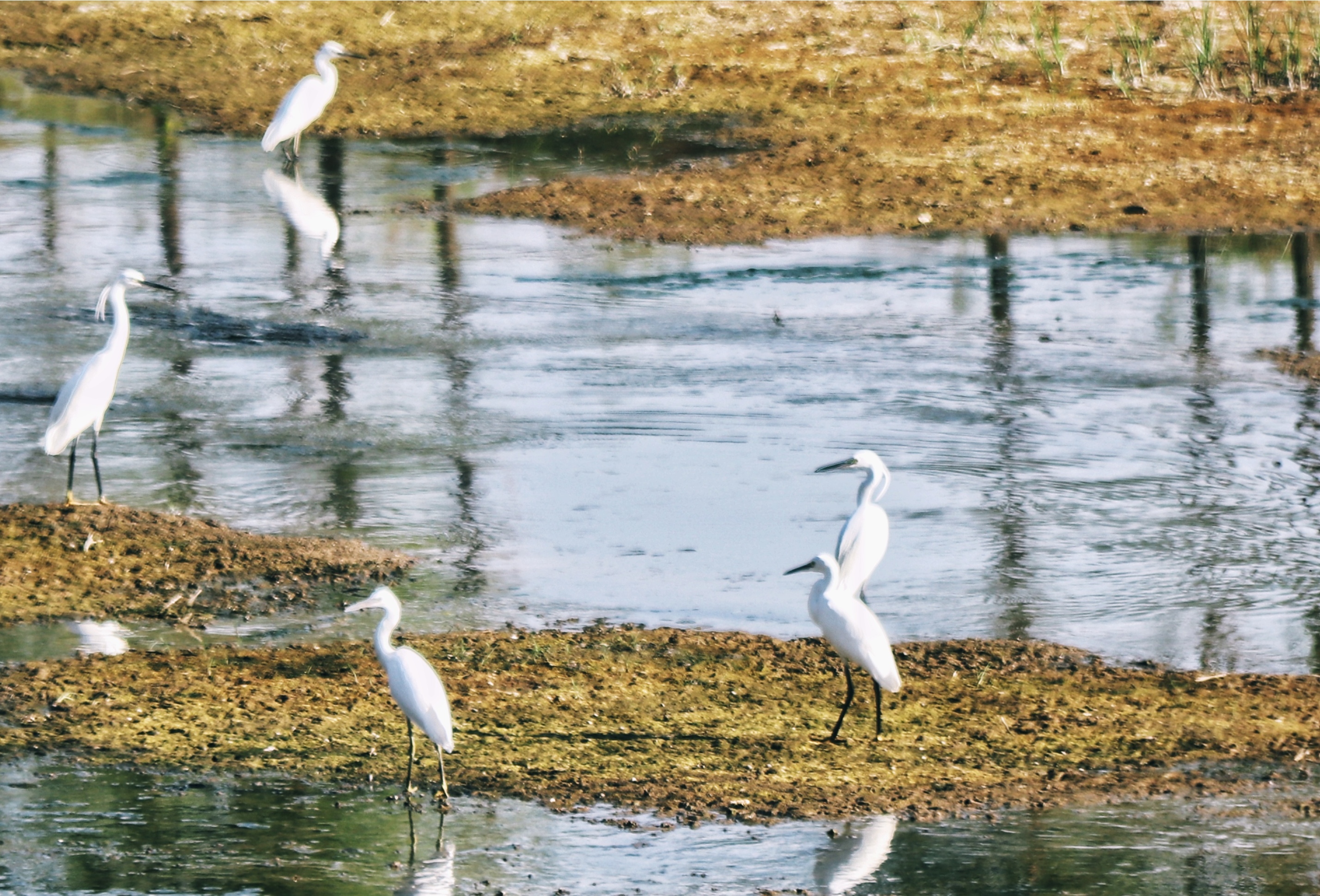 汾阳文湖迎来成群的白鹭汾阳市三汇河，成群的白鹭、苍鹭、野鸭等各种鸟类翔集，时而浮水嬉戏，时而滑翔飞跃。
