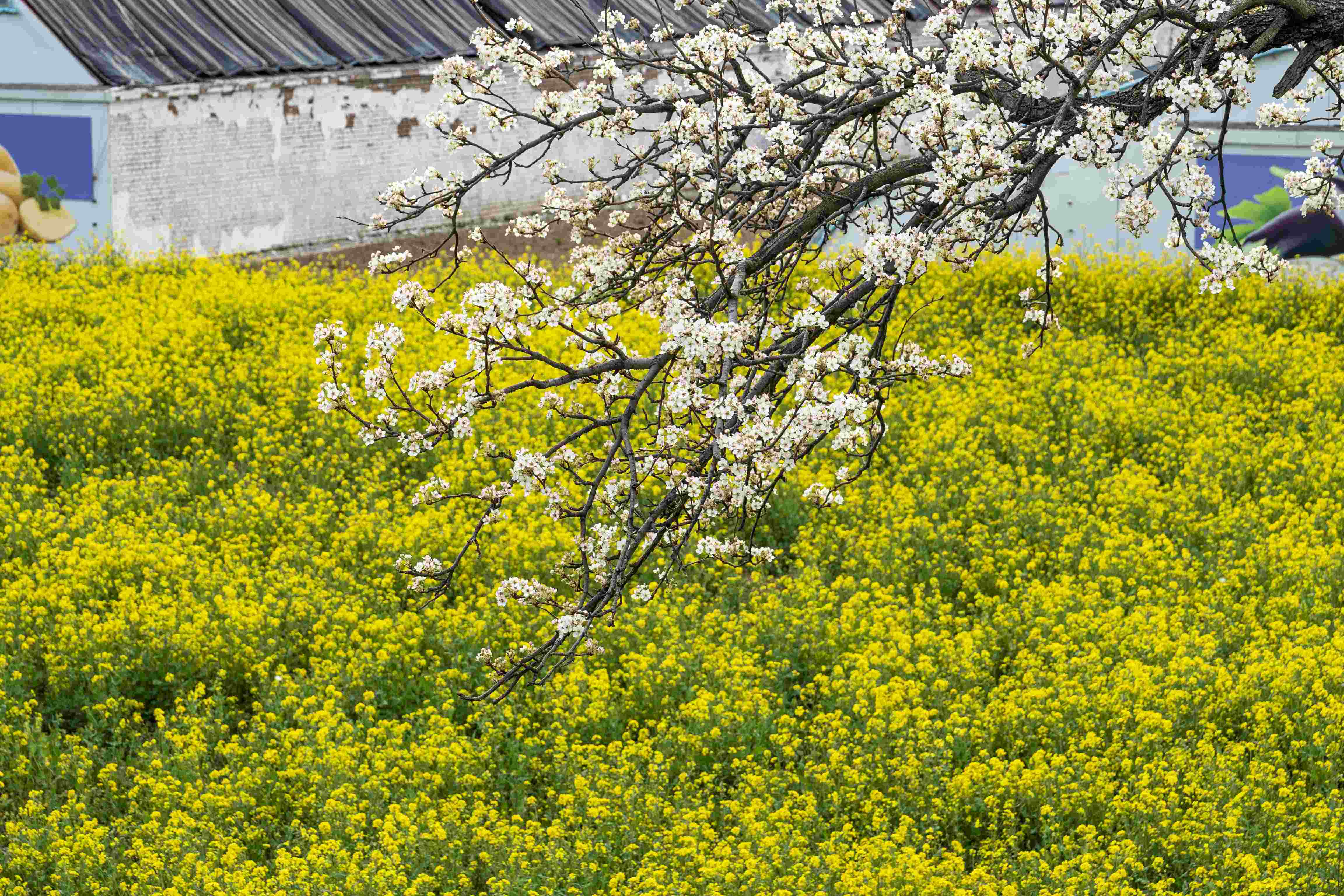 春花掩映下的釜山村