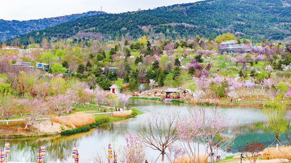 櫻花爛漫春意濃4月的晉城，處處春意盎然。鳳城康養示范區內，在鬆柏、柳樹映襯下，櫻花朵朵引人注目。