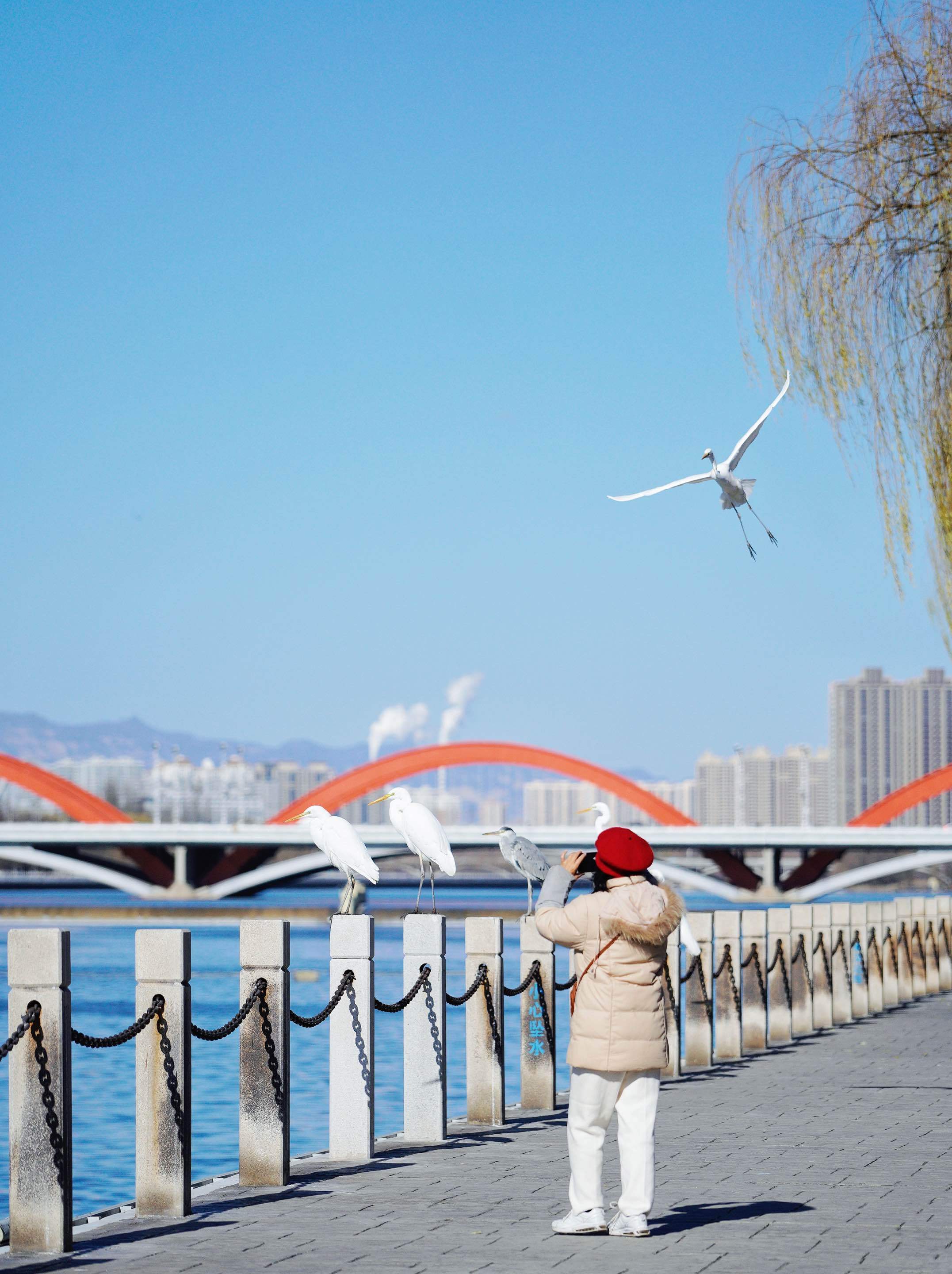 2023年冬，太原汾河巨龍碼頭，市民在拍攝白鷺。石晶 攝