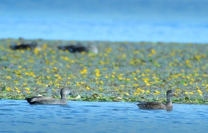 汾河介休段，綠頭鴨、赤麻鴨在水中暢游