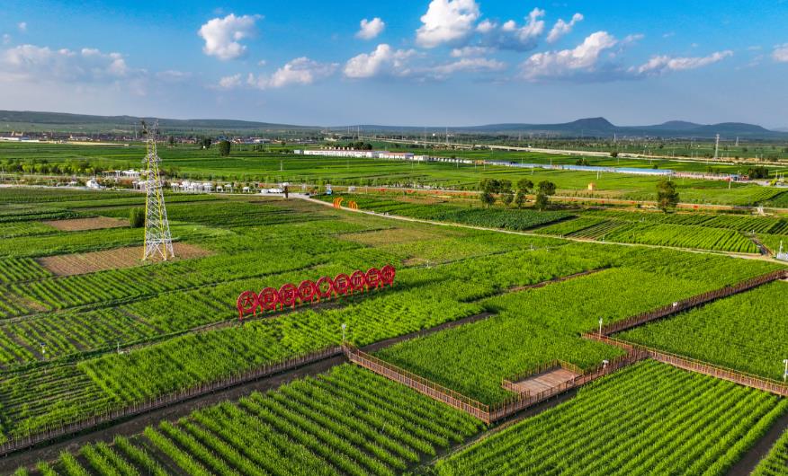 雲州區有機黃花種植基地